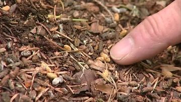 Liito-oravan papanaa metsän pohjalla.