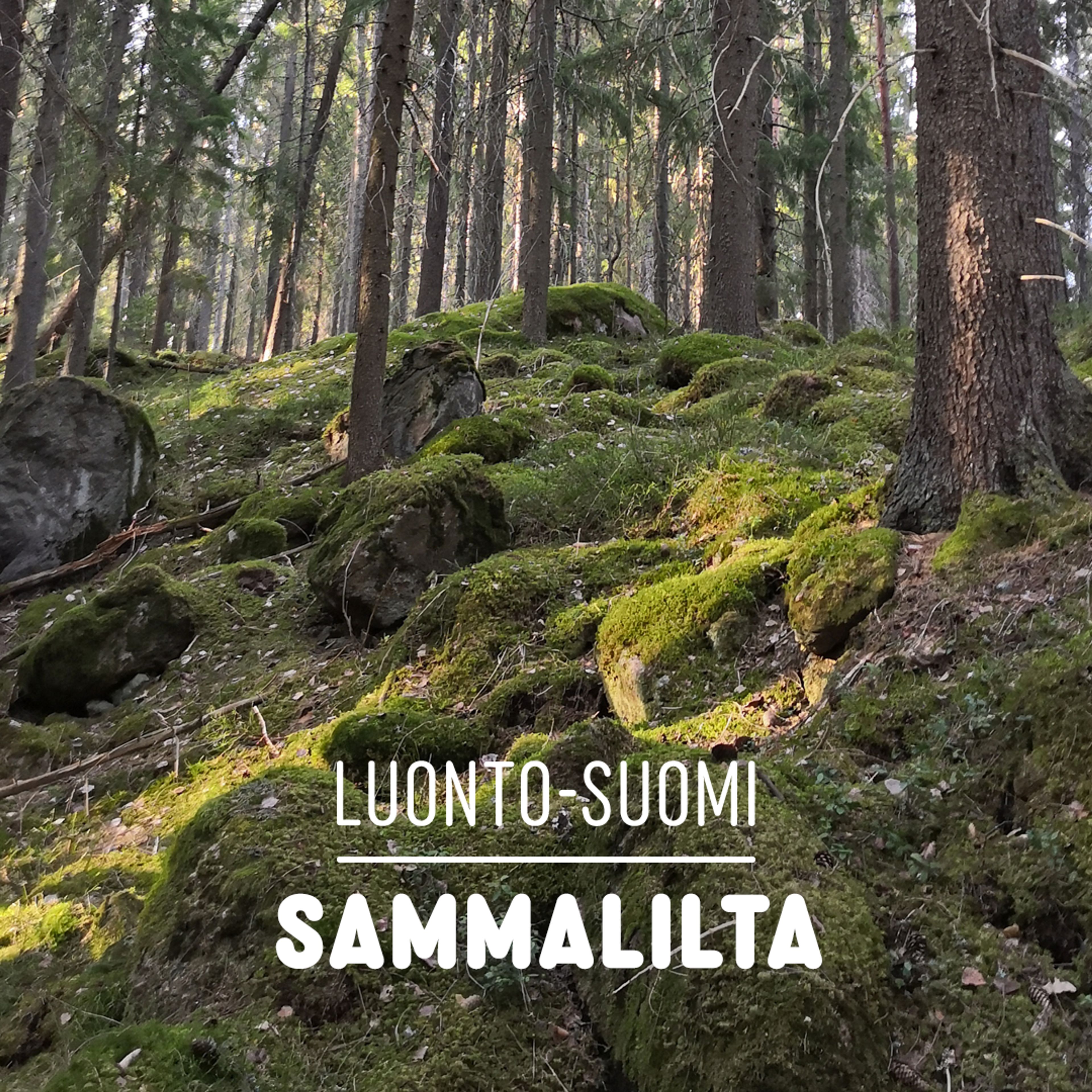 sammalilta-luonto-suomi-yle-areena