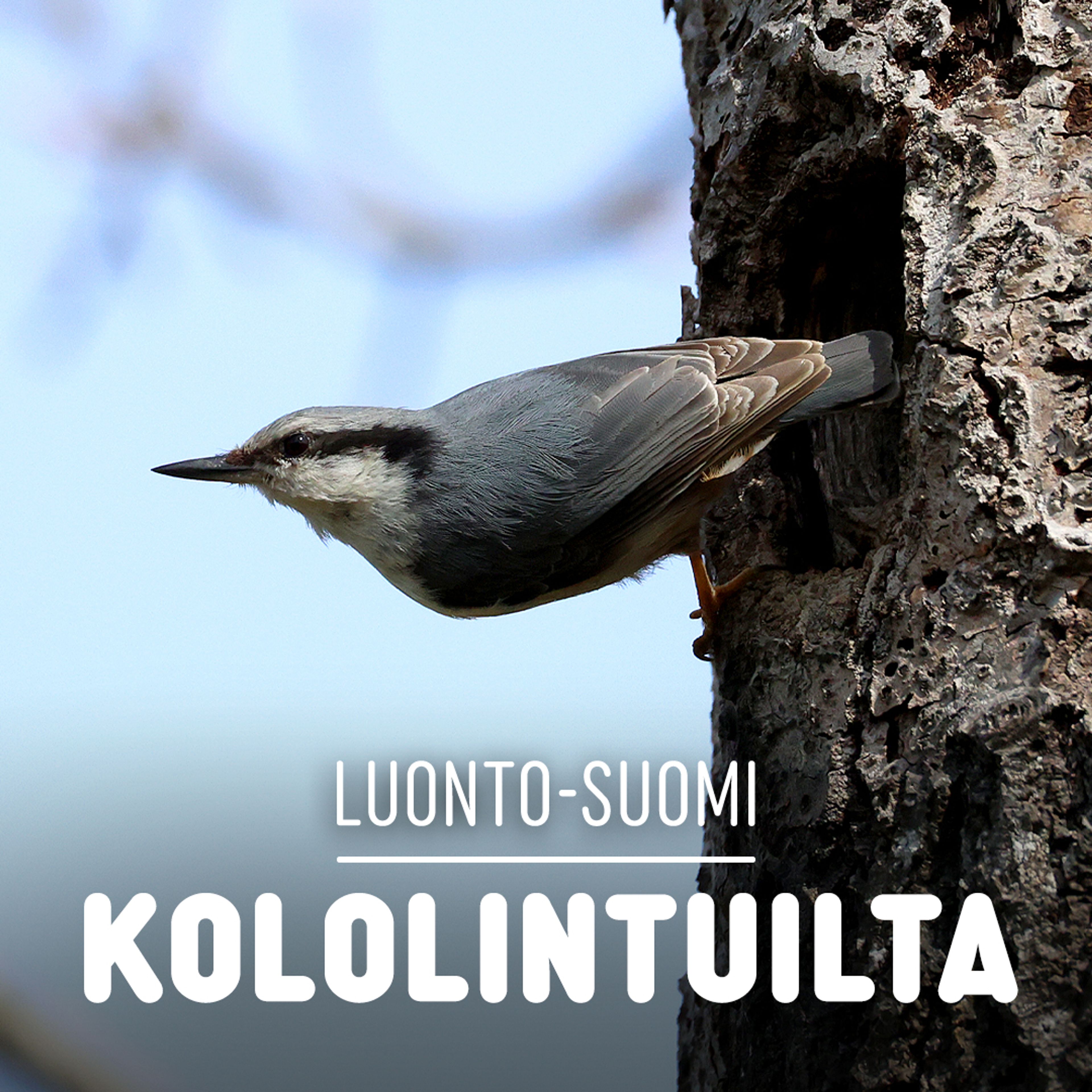 kololintuilta-luonto-suomi-yle-areena