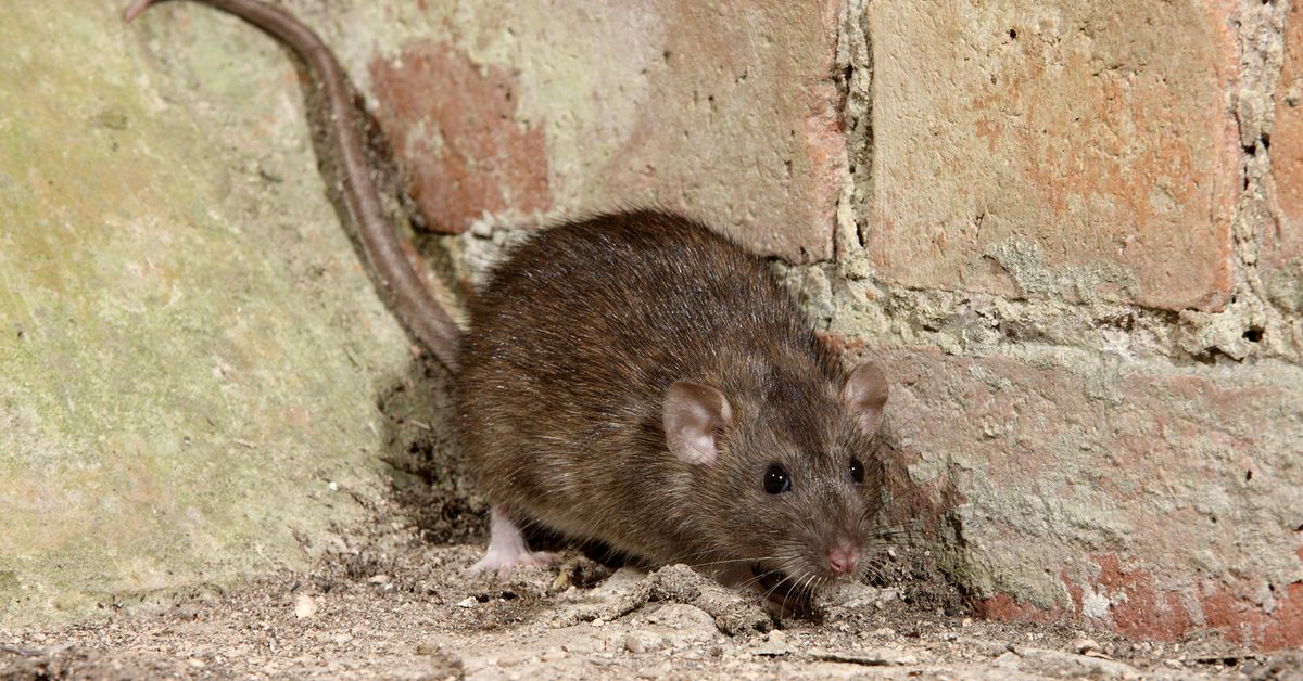 Rotta hyppäsi roskiksesta Armi Pohjansaron päälle: 