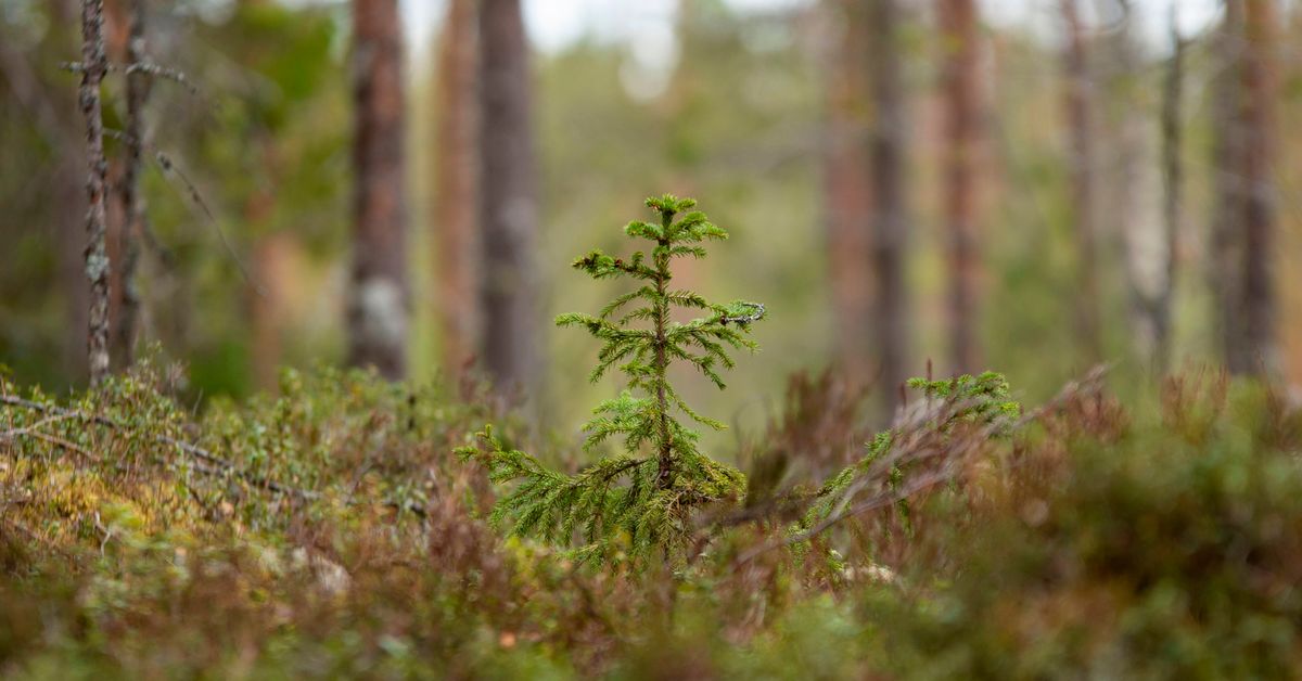 yle.fi