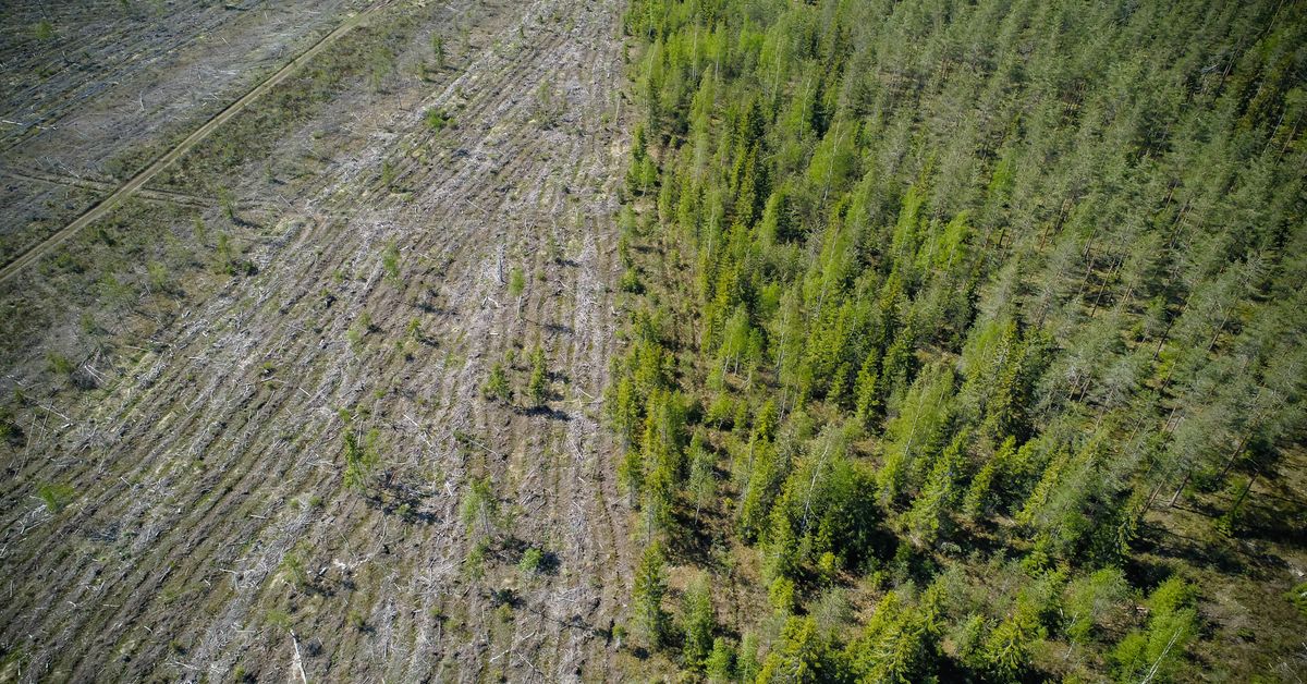 Monday's papers: Economic woes, clearcutting ban, hit on Mannerheim