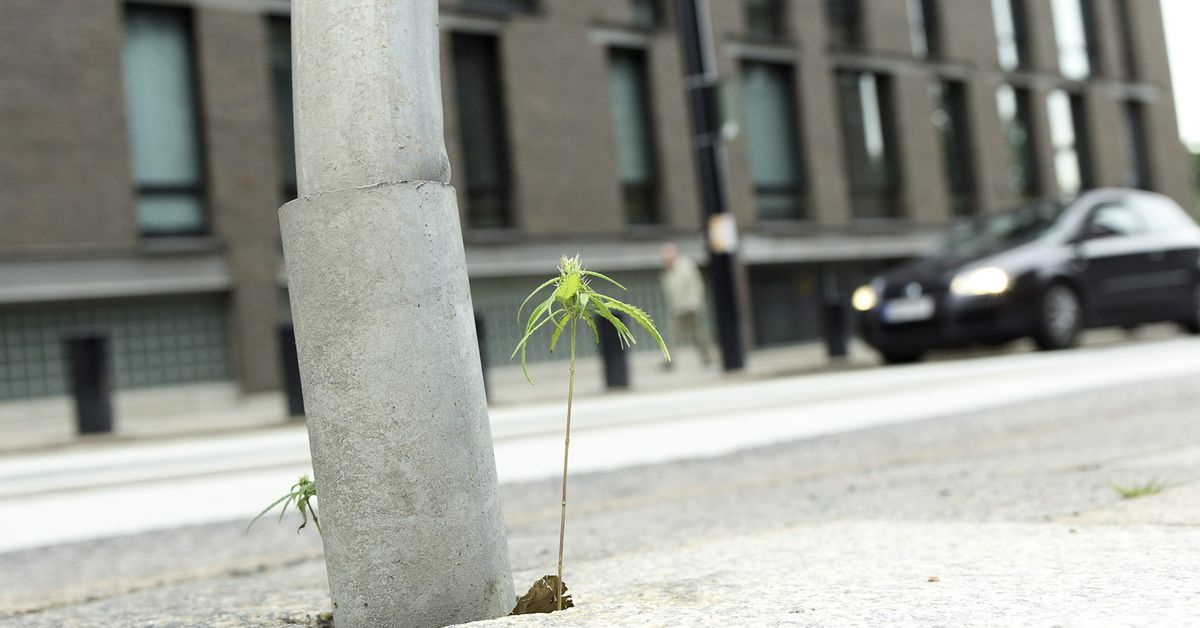 Justice minister sceptical about cannabis decriminalisation
