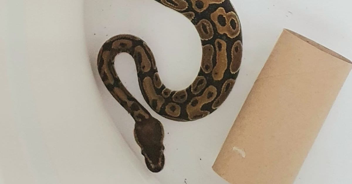 Helsinki resident gets surprise early morning visit from python | Yle