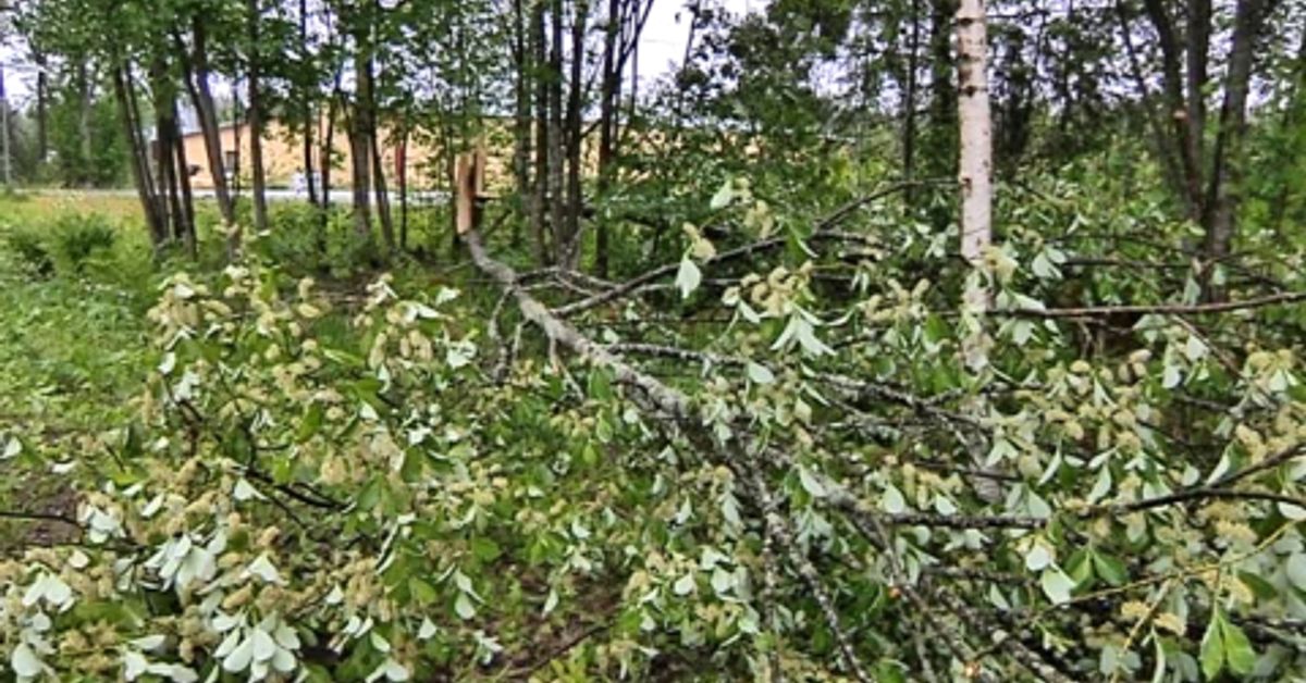 Tuuli riepottaa ja katkoo sähköjä | Yle