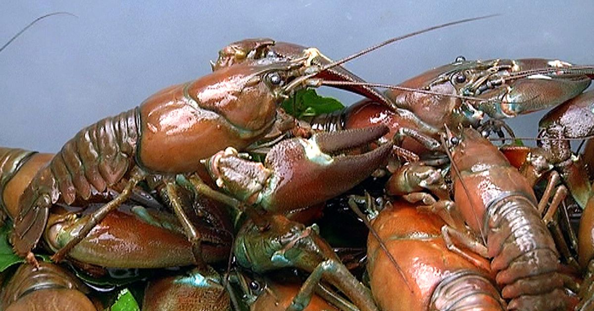 High Expectations for Crayfish Season | Yle