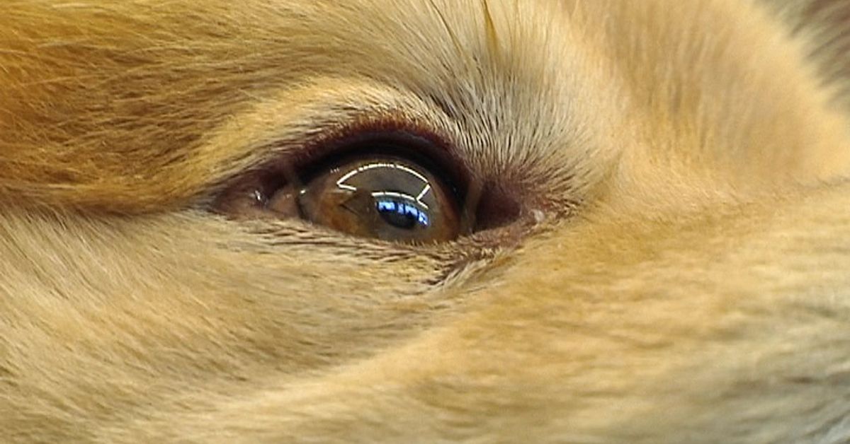 Fears "Norwegian disease" has spread to dogs in Finland
