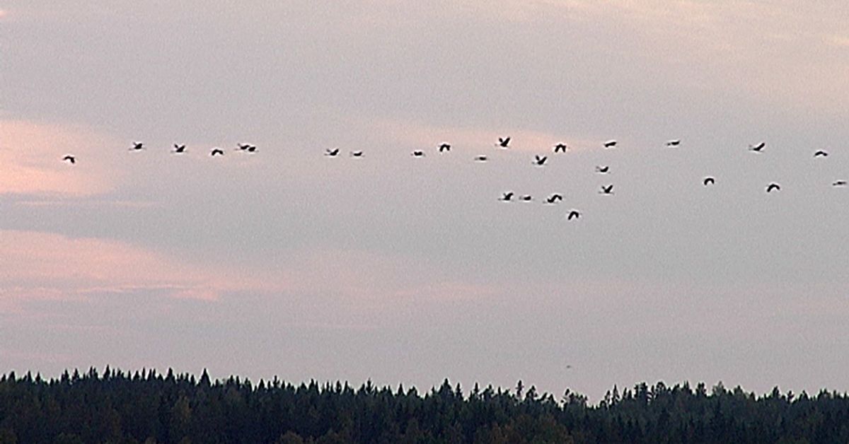 Kurjet aloittelevat matkaansa | Yle