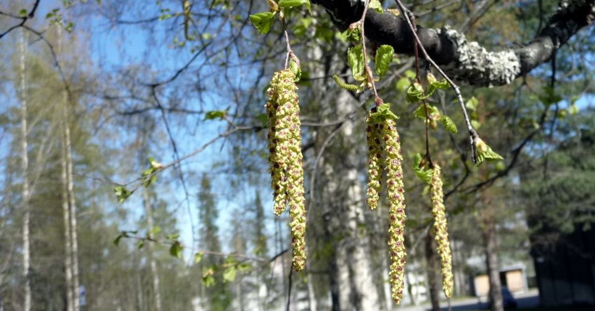 Birch pollen levels set to soar this week | Yle