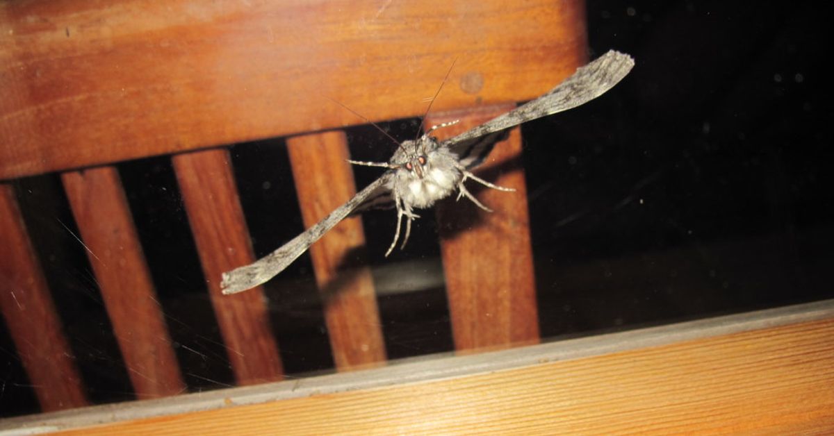 Bug trap voted 2014’s most useless product | Yle