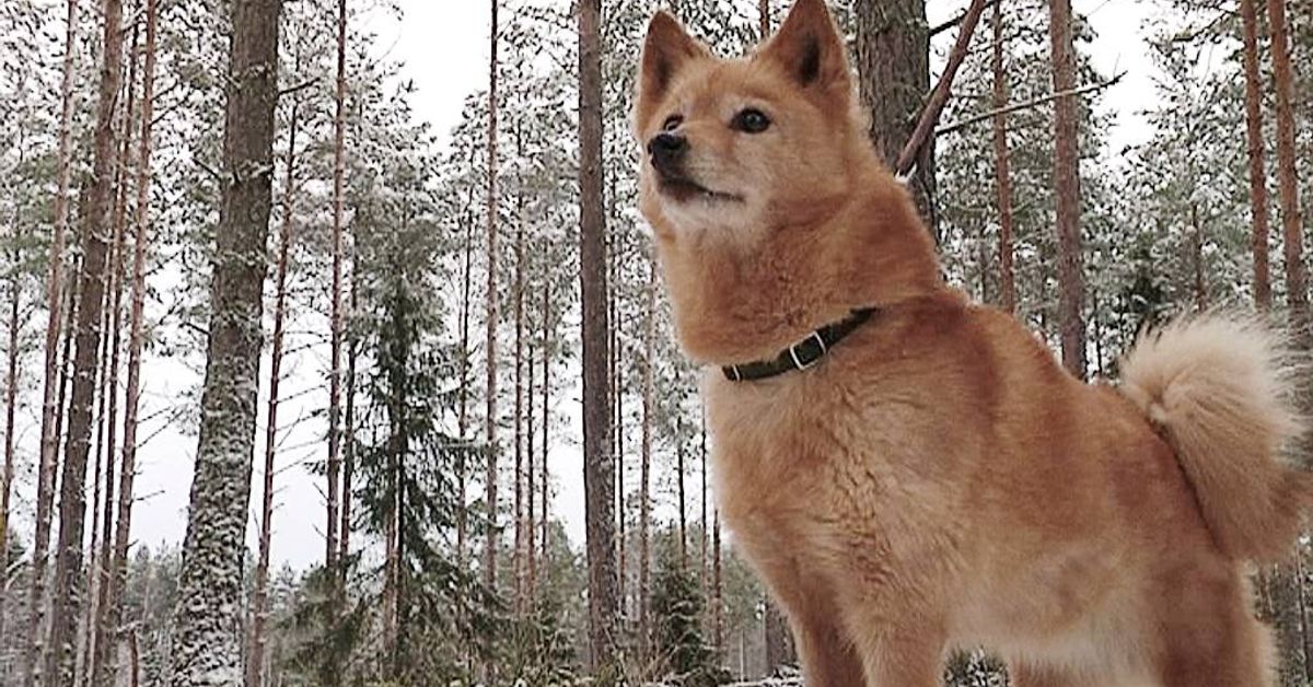 Pystykorvasta halutaan maailmanperintökohde | Yle