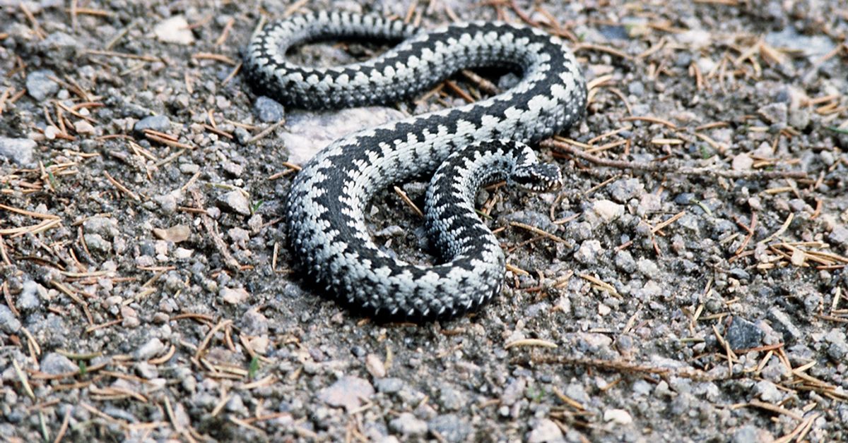 Puriko kyy koiraa? Älä anna kyytablettia | Yle