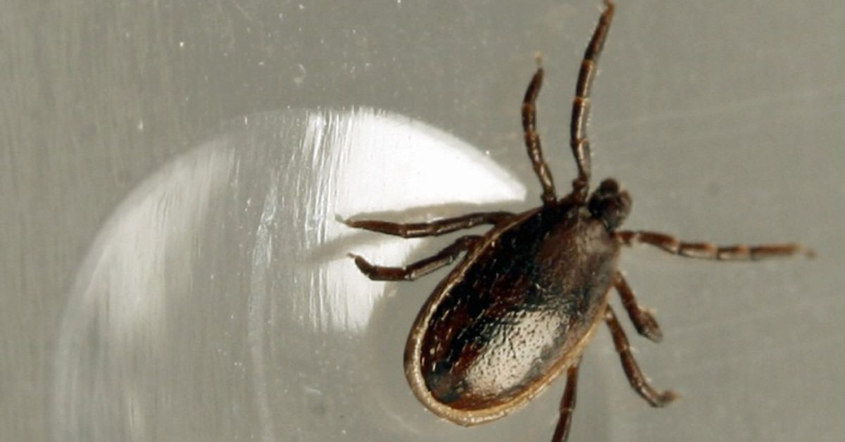 Tick infections a mite fewer than last year | Yle