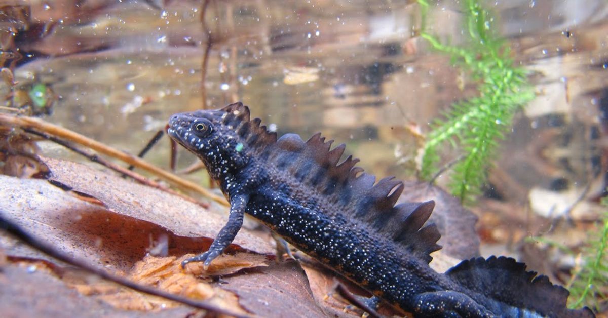 Newt news you can use: Rare amphibian gets own livestream | Yle