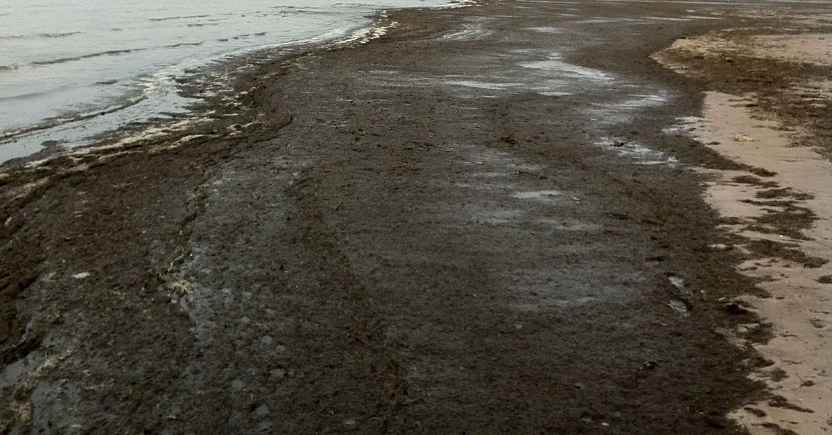 Yyterin ranta peittyi tummaan ja haisevaan levämönjään | Yle