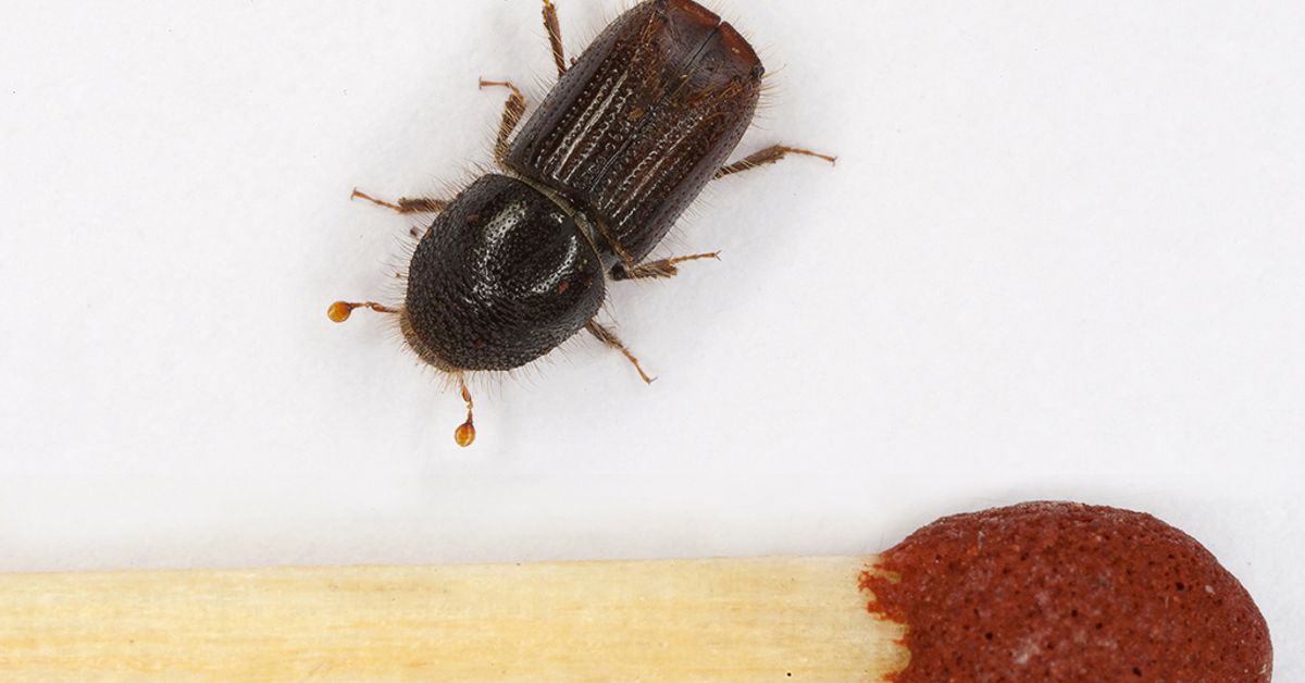 Warmth brings more pests and pathogens to Finland's forests | Yle