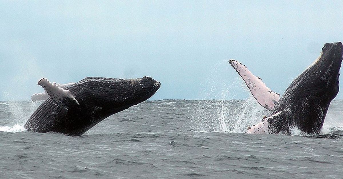 Tutkimus: Viileämpi Tyynimeri on hetkeksi hidastanut ilmaston ...