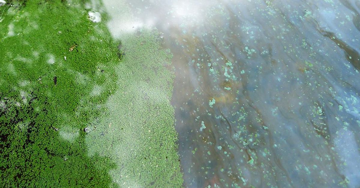 Blue-green algae count up in sea areas, down in lakes | Yle