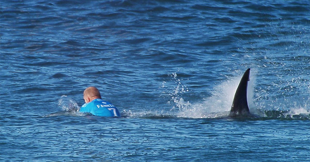 Video: Hai hyökkäsi mestarisurffaajan kimppuun – surffaaja löi haita ja pelastui