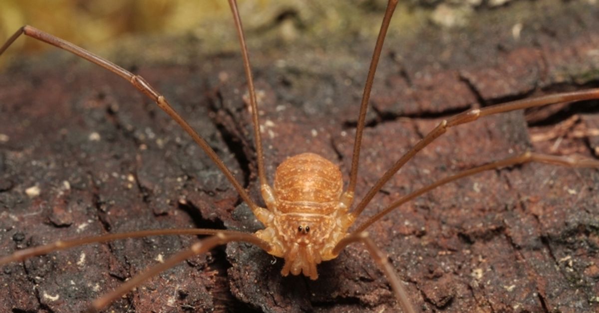 Ruma lukki matkusti rekan kyydissä Venäjältä Suomeen – kaunotar seurasi ...