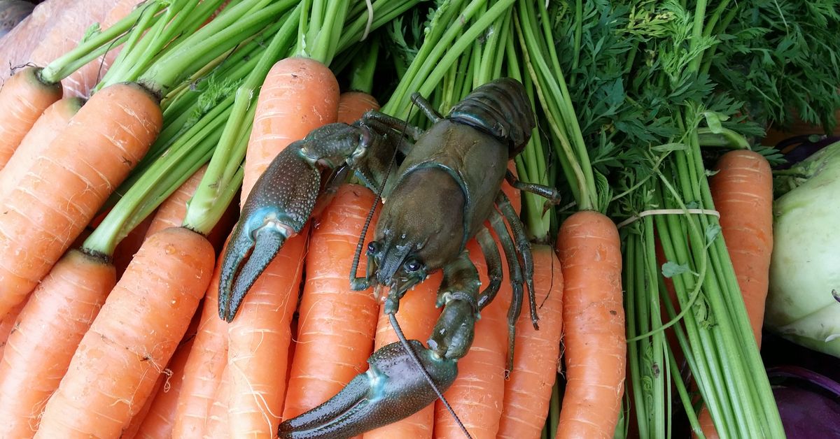 Rapu on lähiruokaa ja Suomi on sitä täynnä – näin kaupunkilainen ...