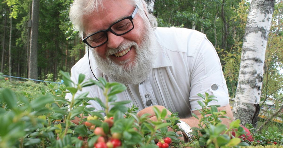 Kauko Salo kantaa mustikkakuninkaan kruunua ja tunnistaa sata sientä ...