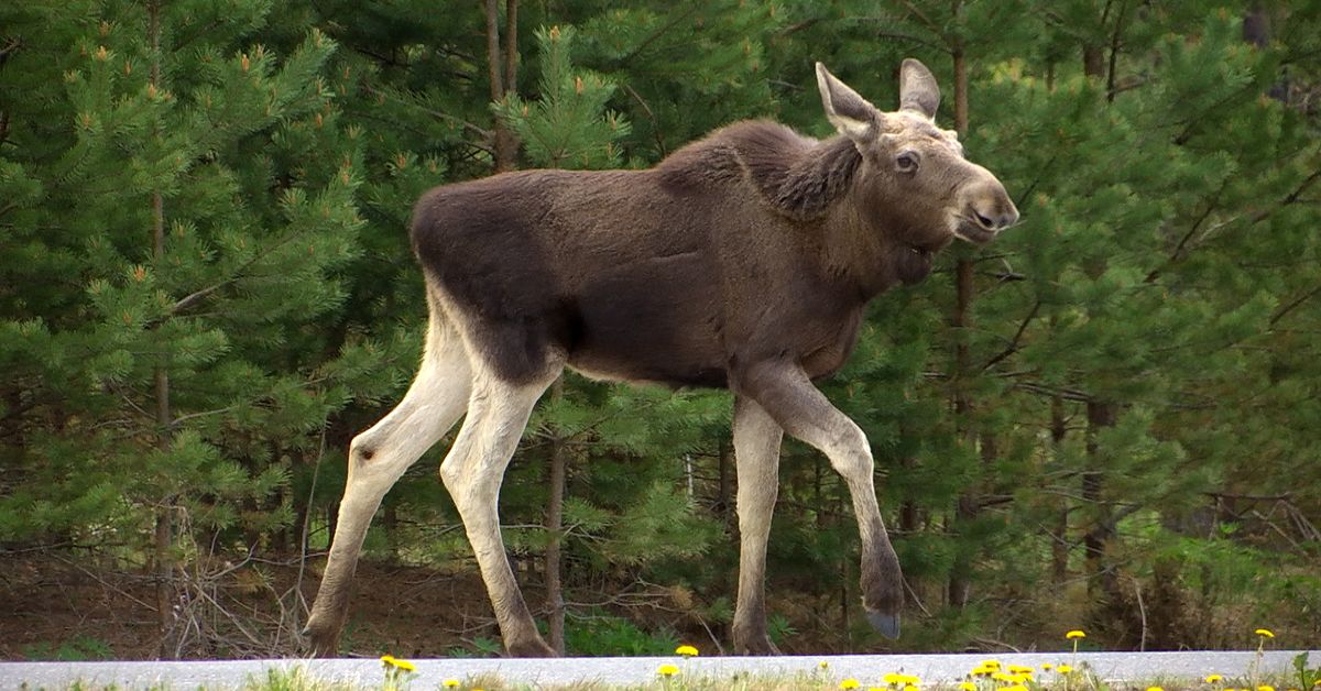 Friday’s papers: Health reform snag, Nazi prisoners, elk hunting call and a windy weekend