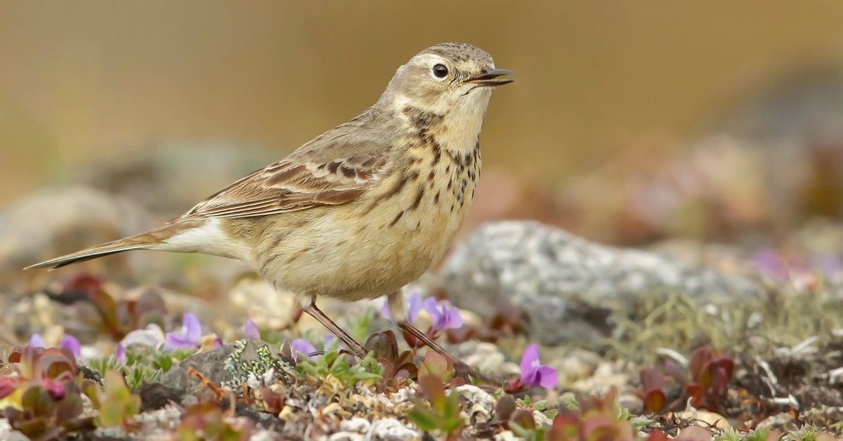 New foreign bird species spotted | Yle