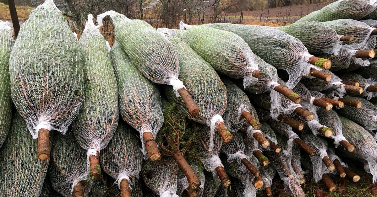 Friday's papers: Sipilä on the EU, Tampere pensioner eviction and imported Christmas trees