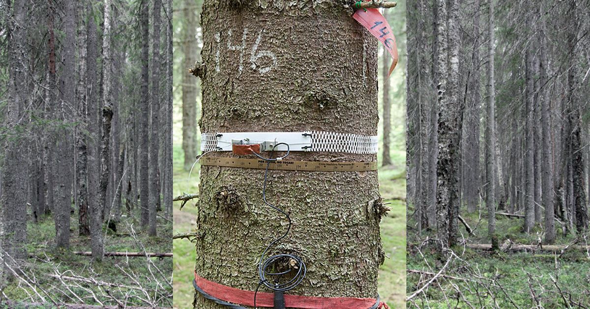 Novia i Raseborg fick ny samarbetspartner | Västnyland | Svenska Yle