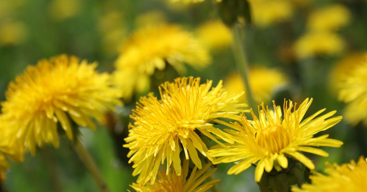 Ätbara blommor: vilda och odlade - beskrivningar och recept för tilltugg och middagar | Strömsö | Svenska Yle