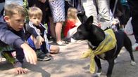 Uutisvideot: Koiranpentuparaati Helsingin Kaivopuistossa