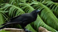 Uutisvideot: Uusi lintulaji paljastui taitavaksi työkalujen käyttäjäksi
