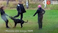 Kuvakaappaus Oikeutta eläimille -yhdistyksen julkistamalta videolta.
