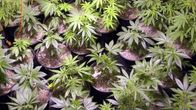 Kannabiskasveja kasvamassa ruukuissa.