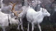 Poroja Suomen Lapissa.