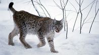 Ilves talvisessa metsässä.