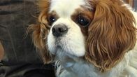 Cavalierkingcharlesinspanieli.