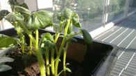 Parvekeperunamaa kuukausi istutuksen jälkeen.