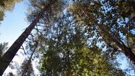 Metsää.