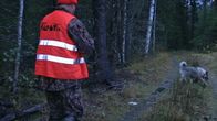 Hirven metsästäjä jahdissa ajokoiransa kanssa.