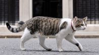 Britannian pääministerin David Cameronin kissa Larry pääministerin virka-asunnon edustalla.