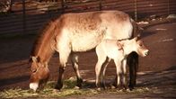 Mongolianvillihevonen varsoineen Korkeasaaressa.