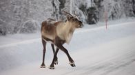 Poro seikkailee maantiellä.