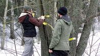 nainen merkitsee raita-puuta keltaisella nauhalla, mies katselee vieressä