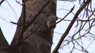 Liito-orava saa kulkua helpottavia puita nelostien varteen ensi viikolla.