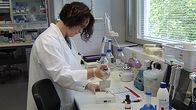 Sikainfluenssanäytteitä analysoidaan laboratoriossa