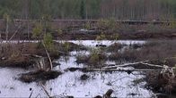 Liesjärven Rinnansuon turpennostoalueen pintavalutuskenttä.