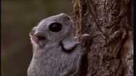 Liito-orava