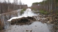 Tulva keväisessä metsässä.
